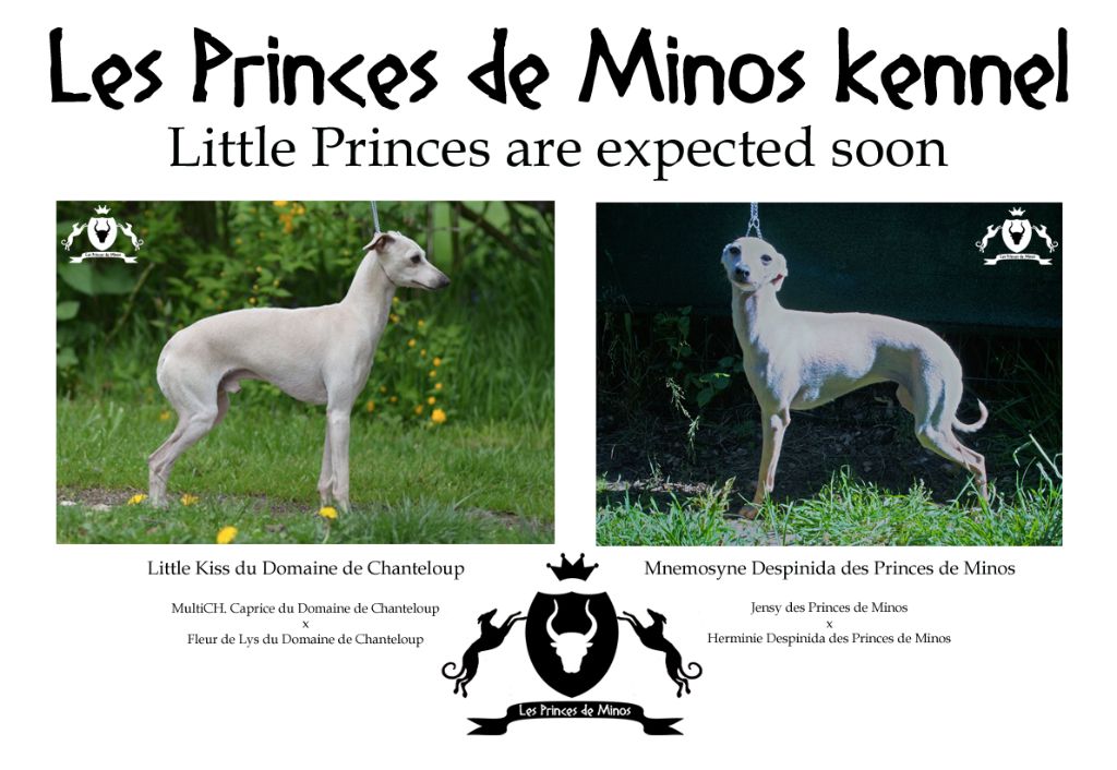 des princes de minos - Soon babies !!!