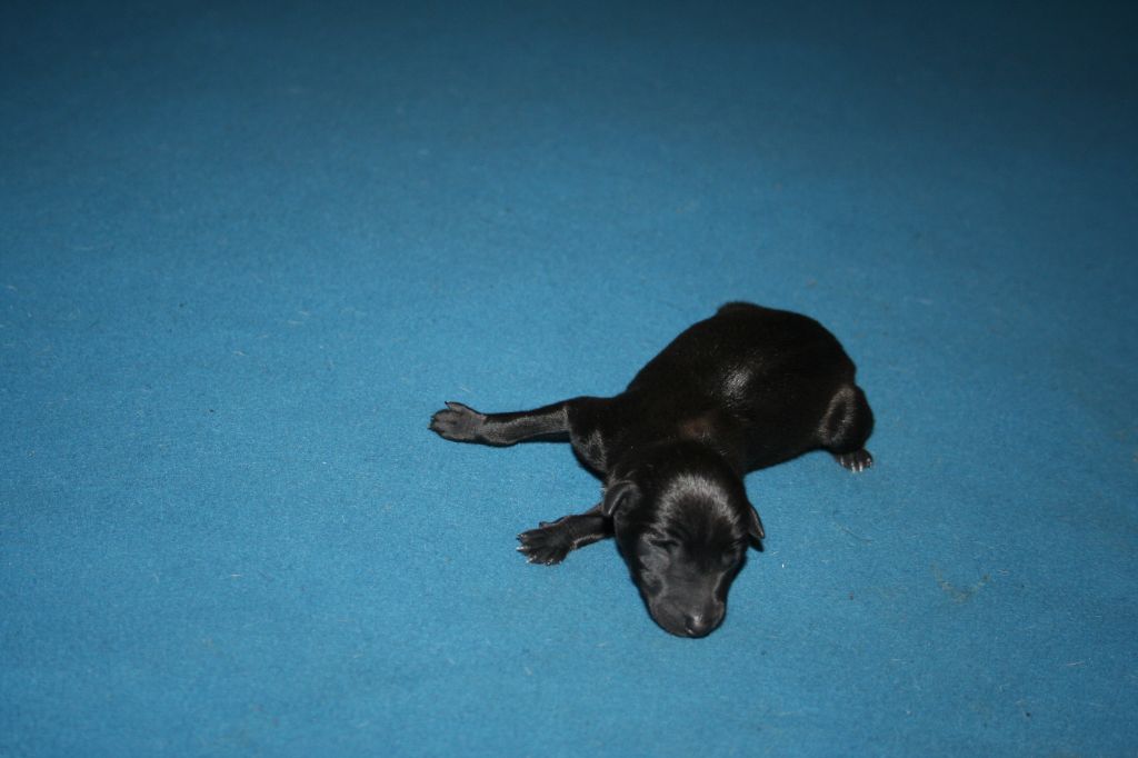 des princes de minos - Chiot disponible  - Petit Levrier Italien