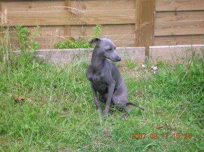 Byzance despinida des princes de minos