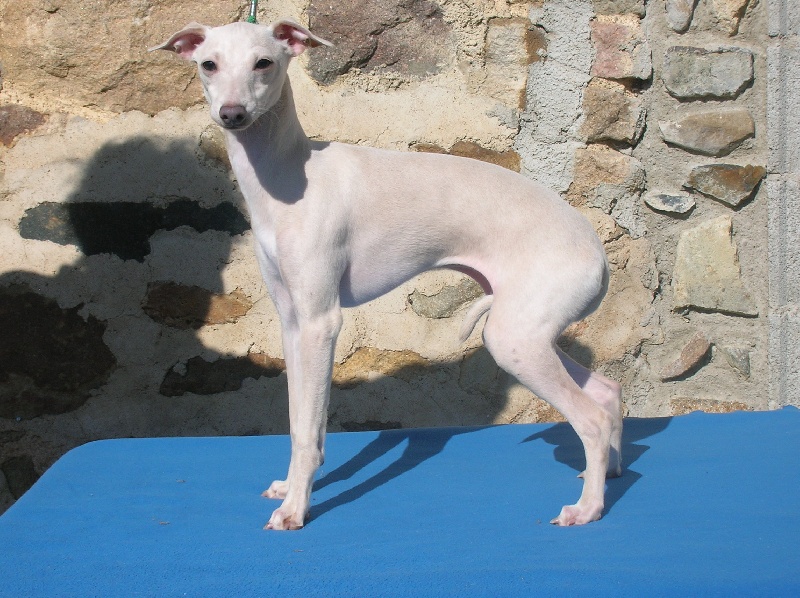 Eurydice despinida des princes de minos