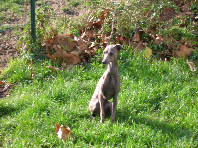 Athina despinida des princes de minos