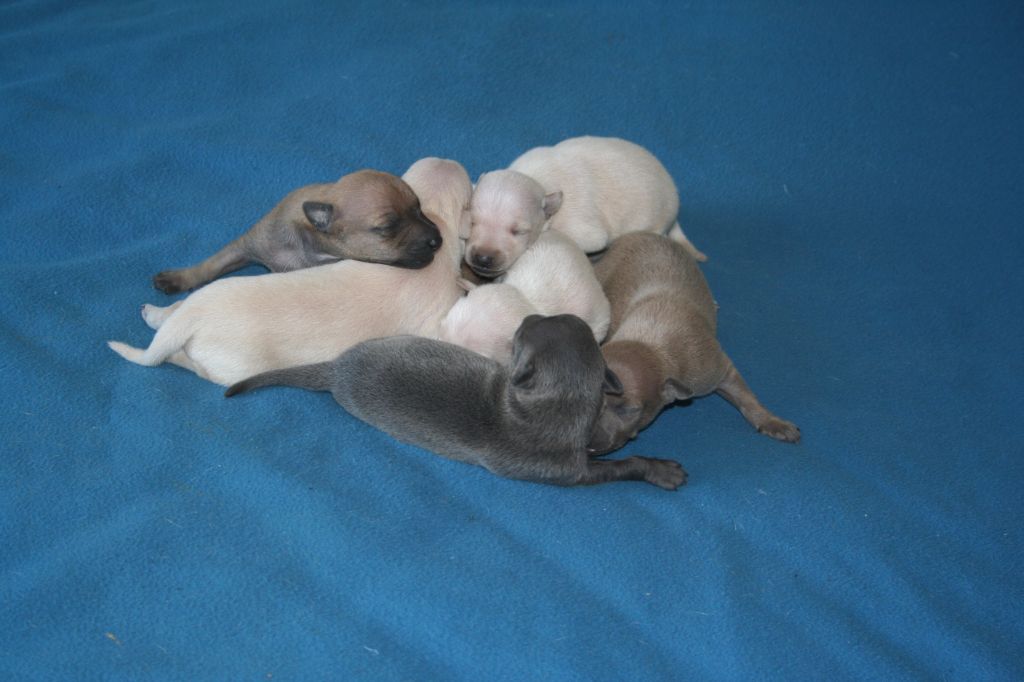 Chiot Petit Levrier Italien des princes de minos