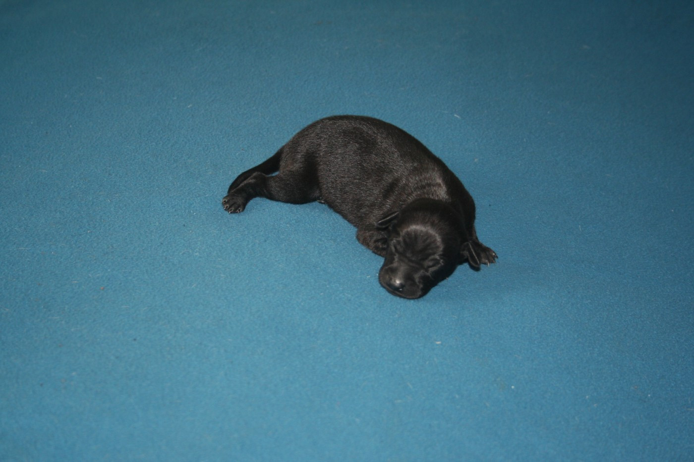 des princes de minos - Chiots disponibles - Petit Levrier Italien