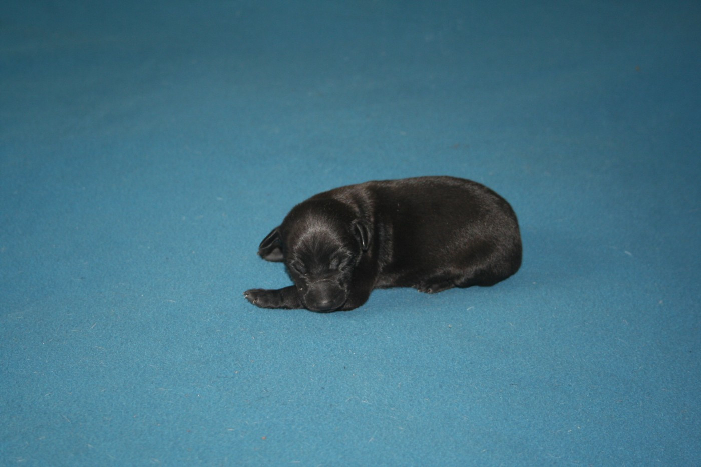 des princes de minos - Chiots disponibles - Petit Levrier Italien