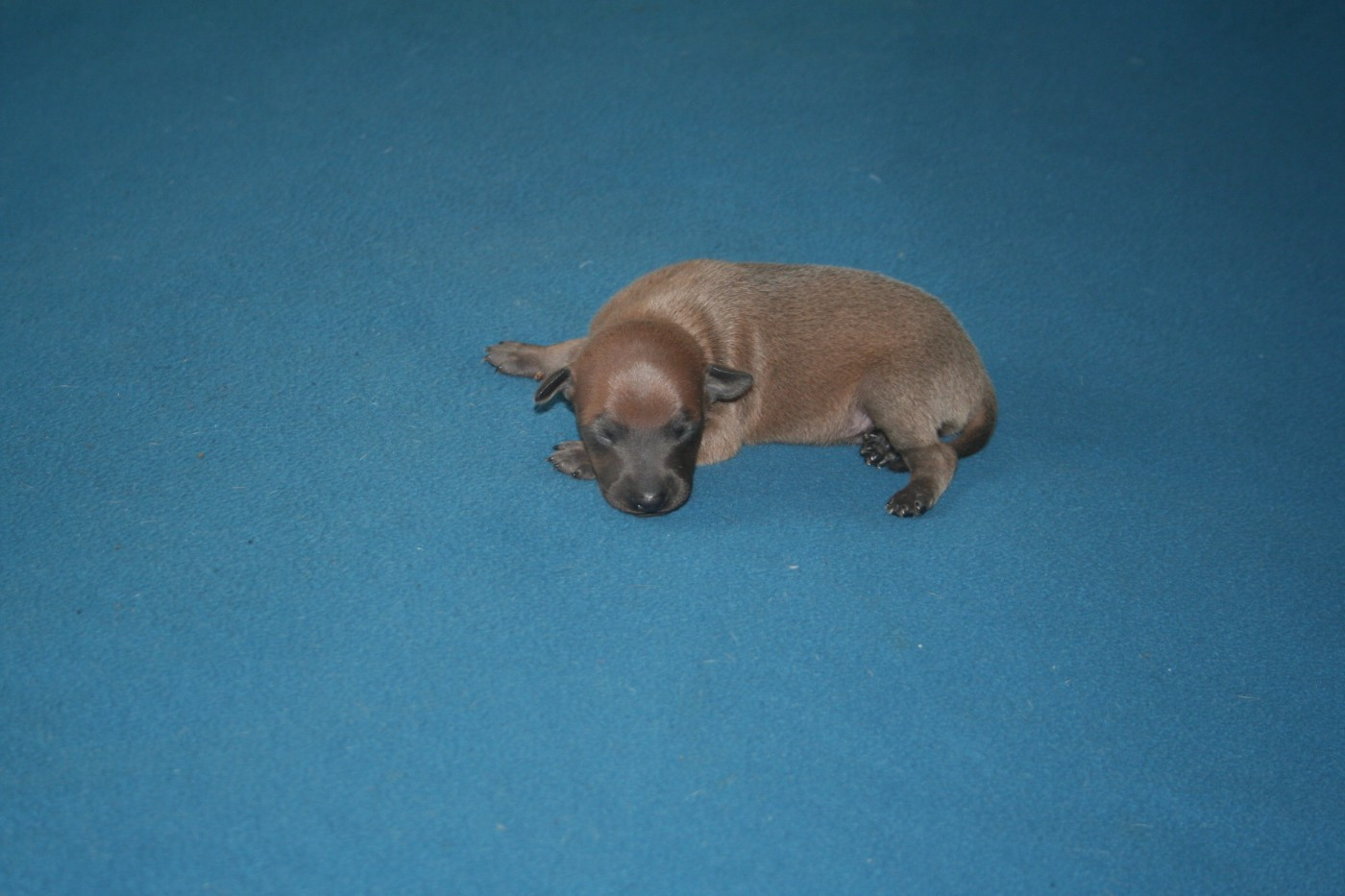 des princes de minos - Chiots disponibles - Petit Levrier Italien