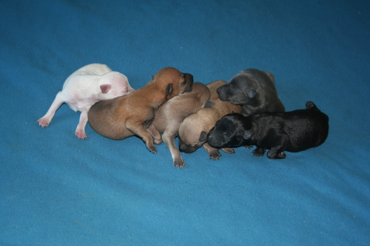 Chiot Petit Levrier Italien des princes de minos