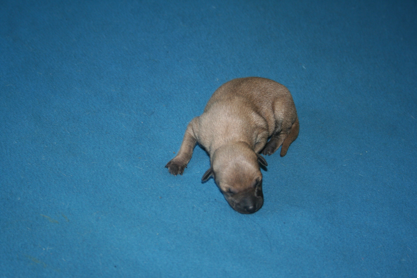 des princes de minos - Chiots disponibles - Petit Levrier Italien