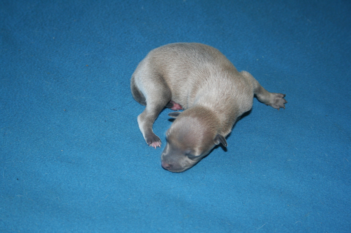 des princes de minos - Chiots disponibles - Petit Levrier Italien