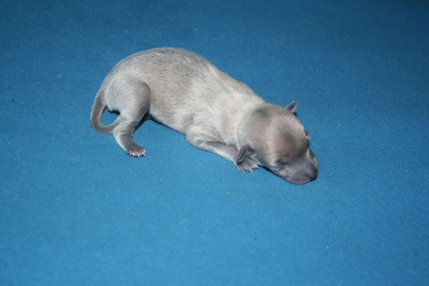 des princes de minos - Chiots disponibles - Petit Levrier Italien