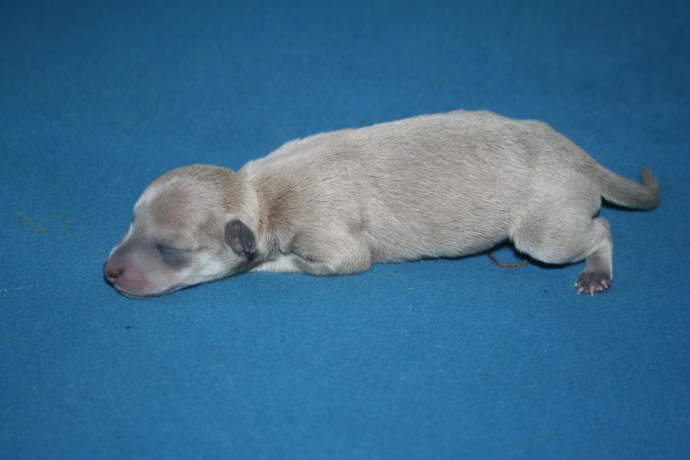 des princes de minos - Chiots disponibles - Petit Levrier Italien