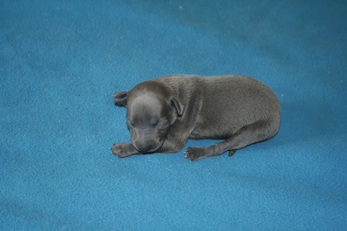 des princes de minos - Chiots disponibles - Petit Levrier Italien