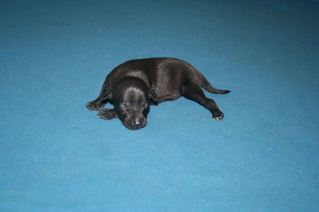 des princes de minos - Chiots disponibles - Petit Levrier Italien