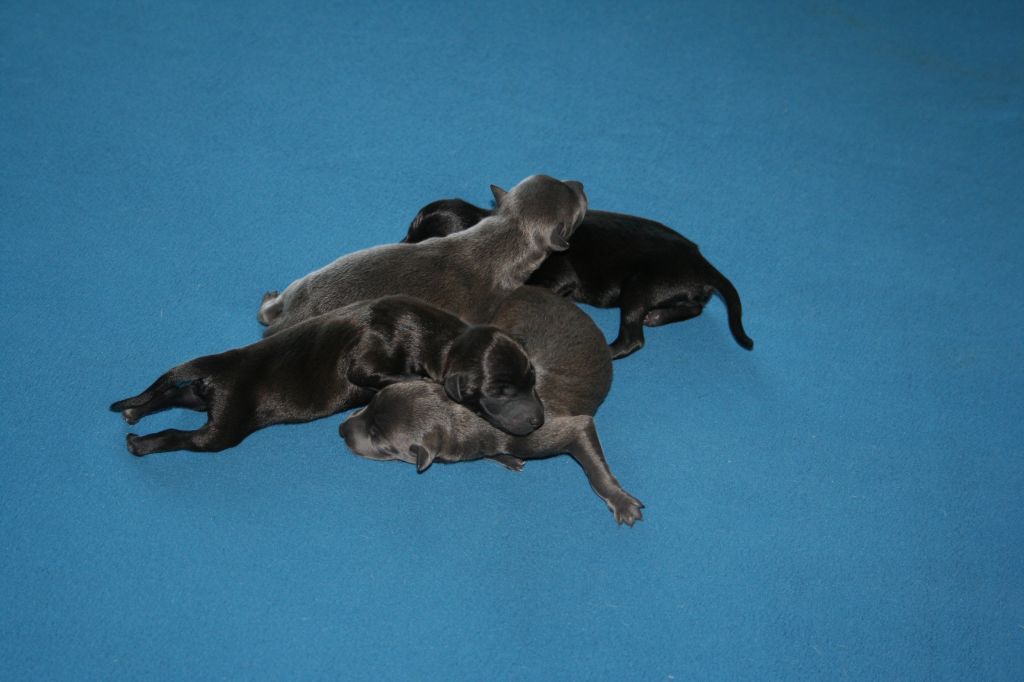 Chiot Petit Levrier Italien des princes de minos