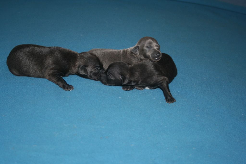 Chiot Petit Levrier Italien des princes de minos