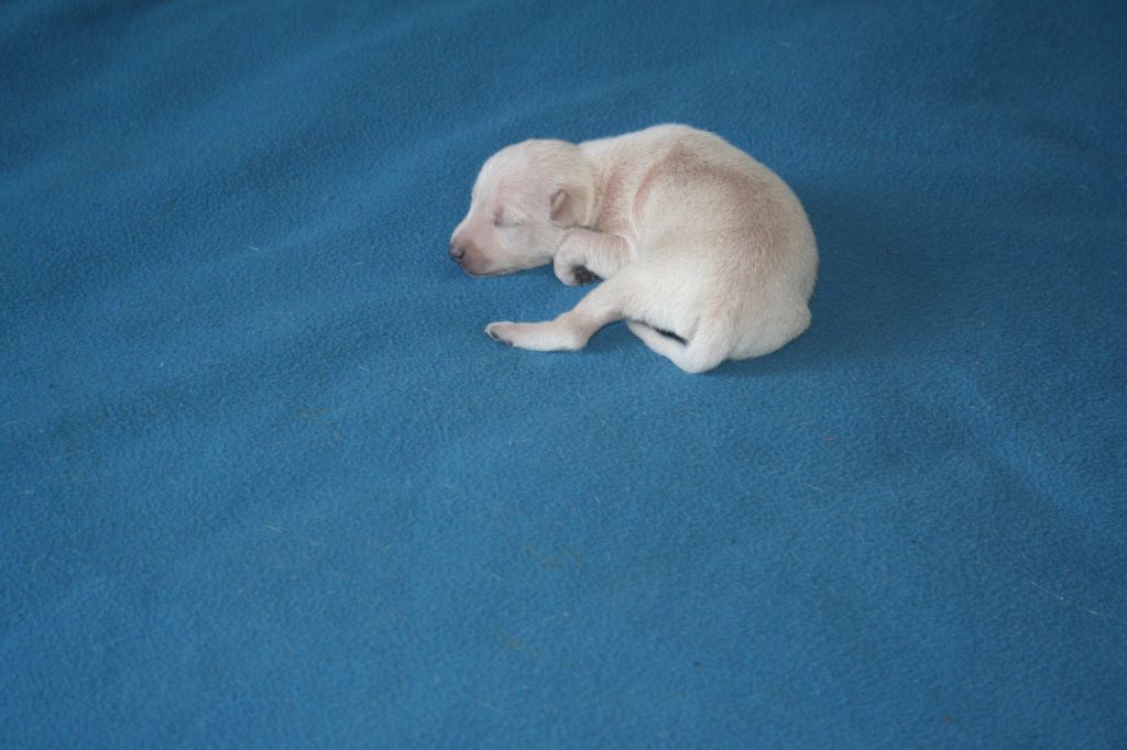 des princes de minos - Chiots disponibles - Petit Levrier Italien