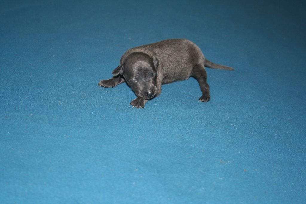 des princes de minos - Chiots disponibles - Petit Levrier Italien