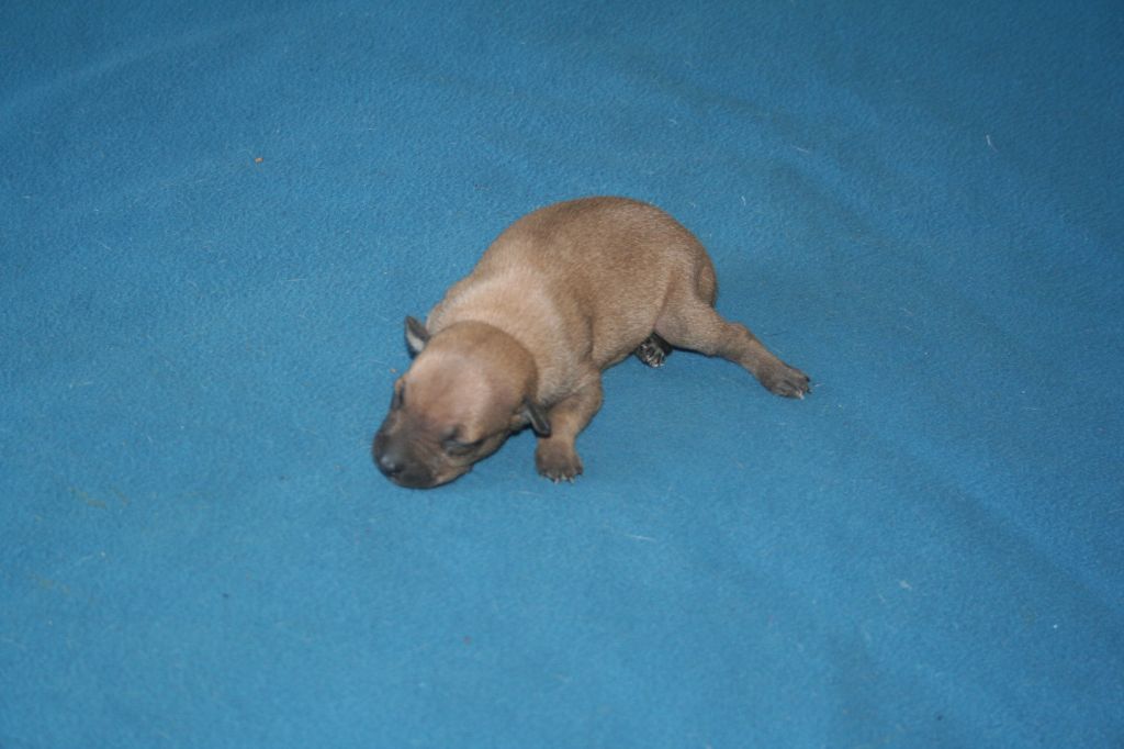 des princes de minos - Chiots disponibles - Petit Levrier Italien
