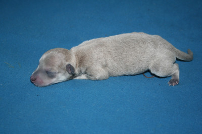 Sable