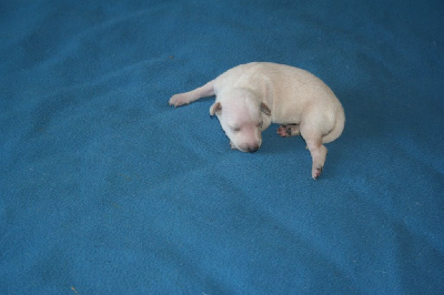 CHIOT 6