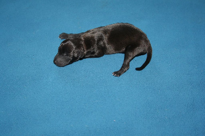 CHIOT