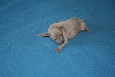 CHIOT 2