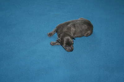 CHIOT