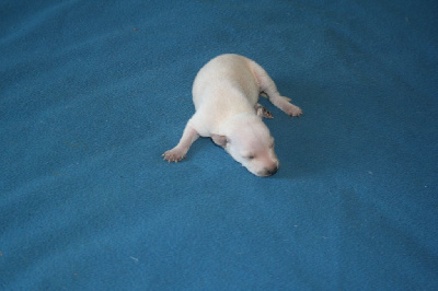 CHIOT 3