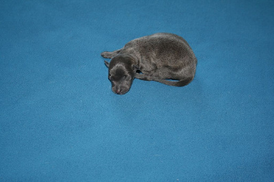 CHIOT