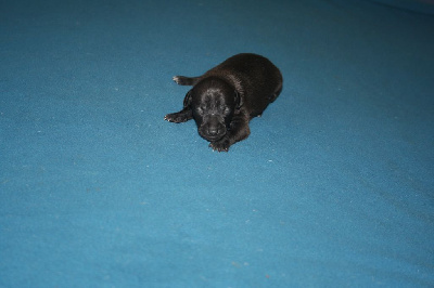 CHIOT