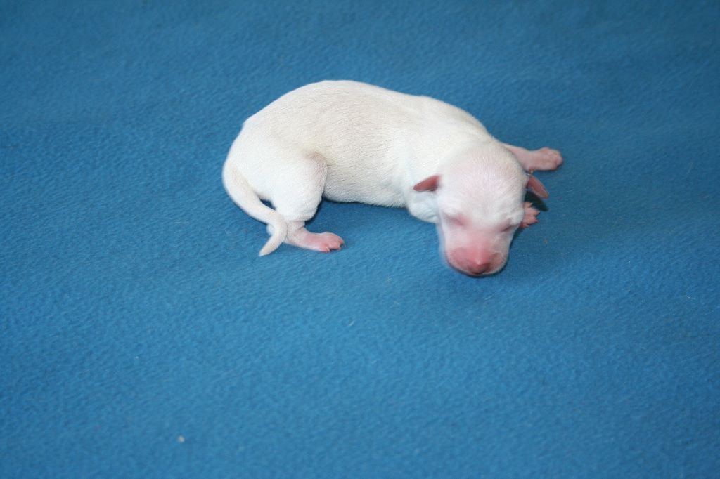 CHIOT