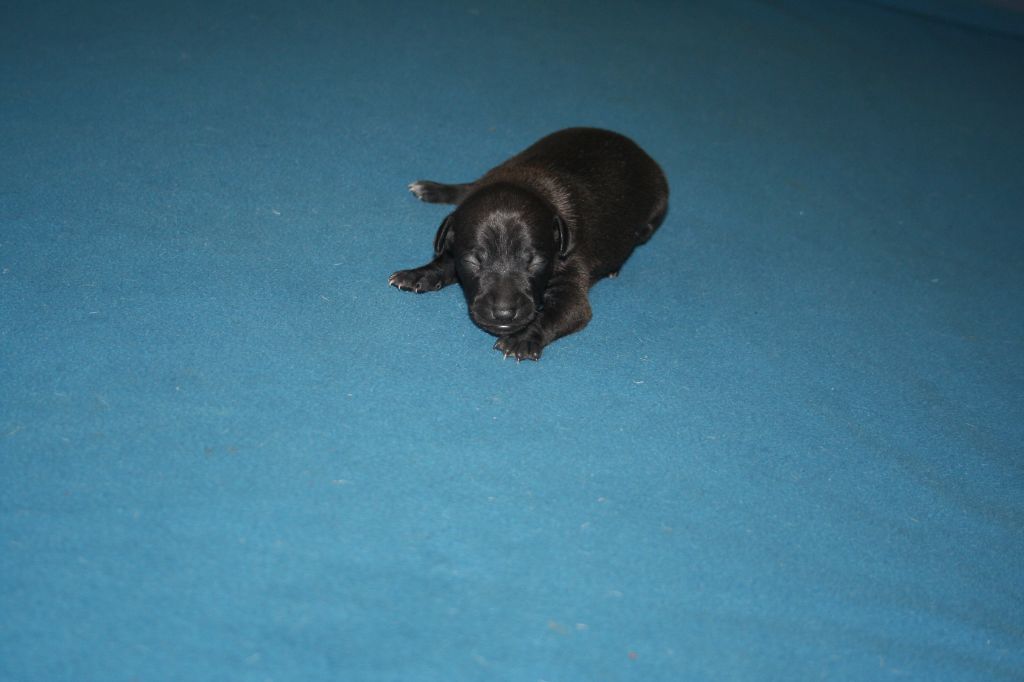 des princes de minos - Chiots disponibles - Petit Levrier Italien